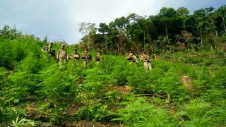 Incineran área de cultivo con 100 mil plantones de marihuana en Ayacucho