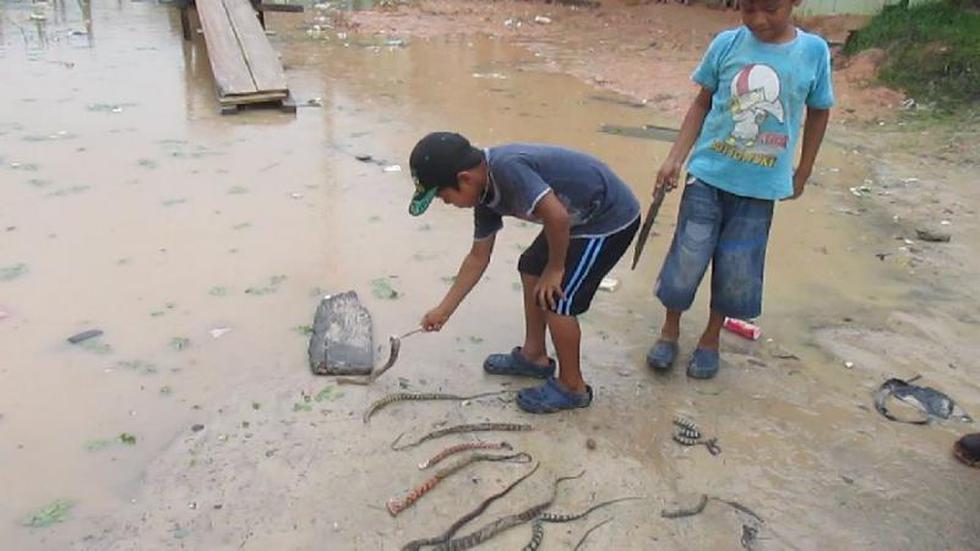 Serpientes venenosas atacan a vecinos en Iquitos