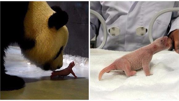 Japón: nace panda gigante por primera vez tras cinco años en zoológico (FOTOS) 