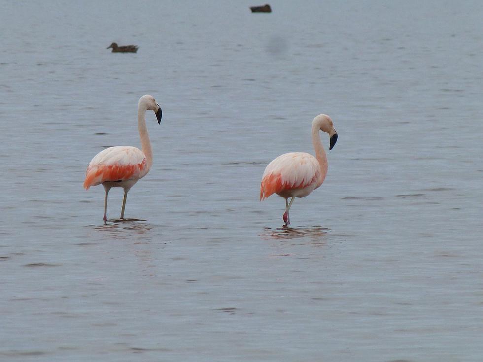 El santuario Lagunas de Mejía que alberga  210 especies de aves