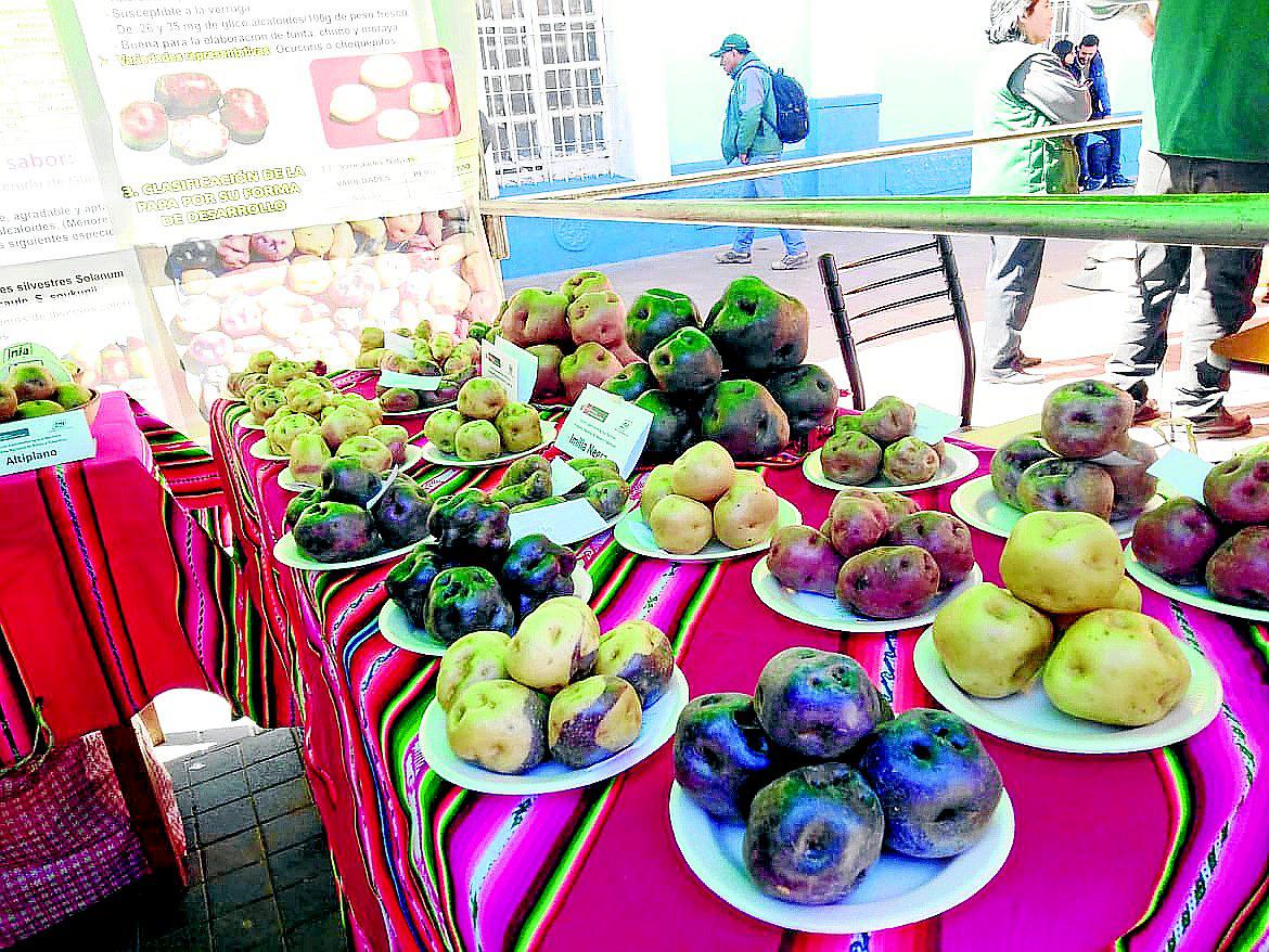 Más de 60 mil hectáreas de terreno en la región puno son destinados a la papa