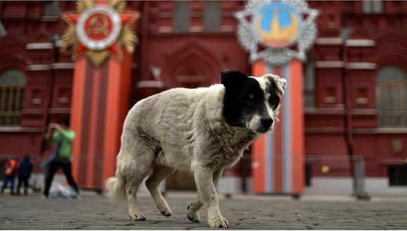 ​Matan perros callejeros en ciudades donde se disputará el Mundial Rusia 2018
