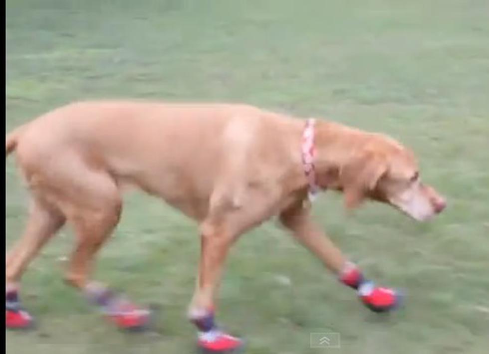 Perro usa zapatos a causa de una alergia al pasto (VIDEO)