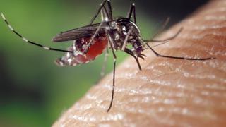 Estas son las siete enfermedades que pueden ser transmitidas por mosquitos