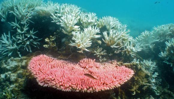 La UNESCO pide medidas a Australia para proteger la gran barrera de coral