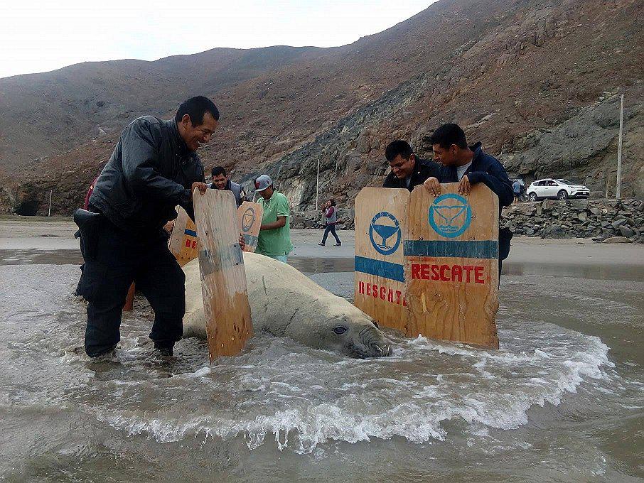Casma: Pescadores artesanales ayudan a elefante marino regresar al mar (VIDEO)