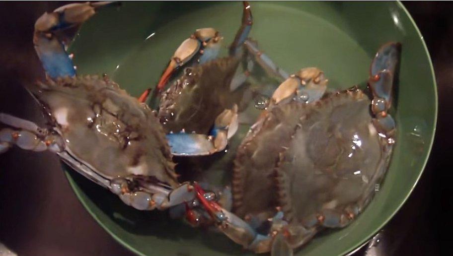 Cangrejo se escapa de una sartén y "salva" a sus compañeros (VIDEO)