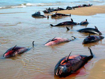 Continúa muerte masiva de animales