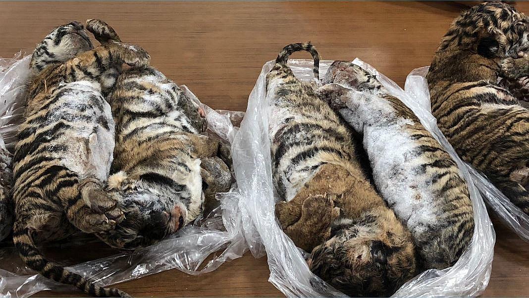Siete tigres bebés congelados fueron encontrados en un vehículo en Vietnam