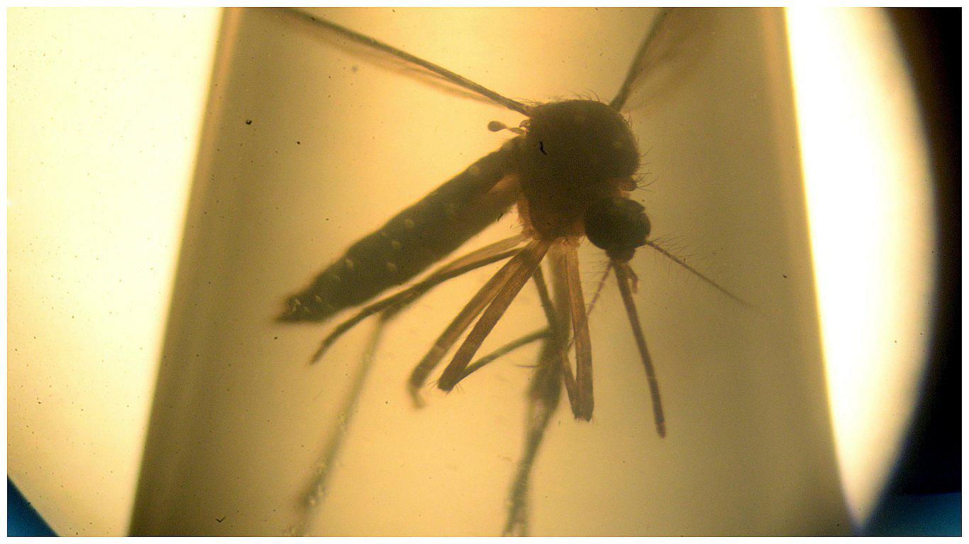 Zika podría infectar células implicadas en formación craneal, según estudio