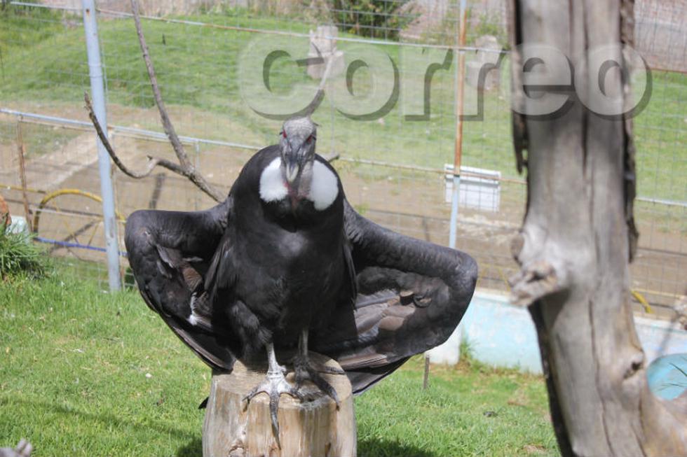 El nuevo parque para los animales en el zoológico de Huancayo (FOTOS)