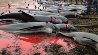 Comienza en Japón una nueva temporada de la controvertida pesca de delfines