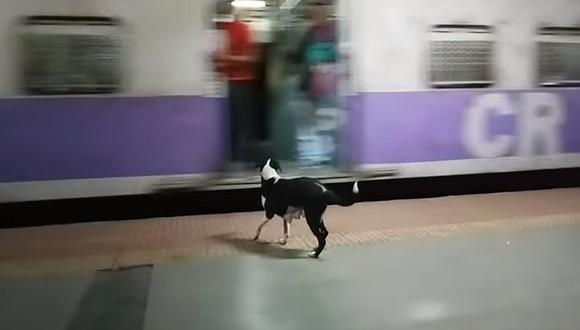Video de perrita esperando todas las noches el mismo tren conmueve en redes