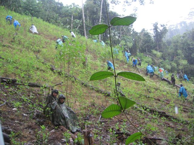Cocaleros impiden erradicación de coca ilegal