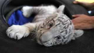 Mira las fotos del primer tigre de Bengala blanco nacido en el Perú