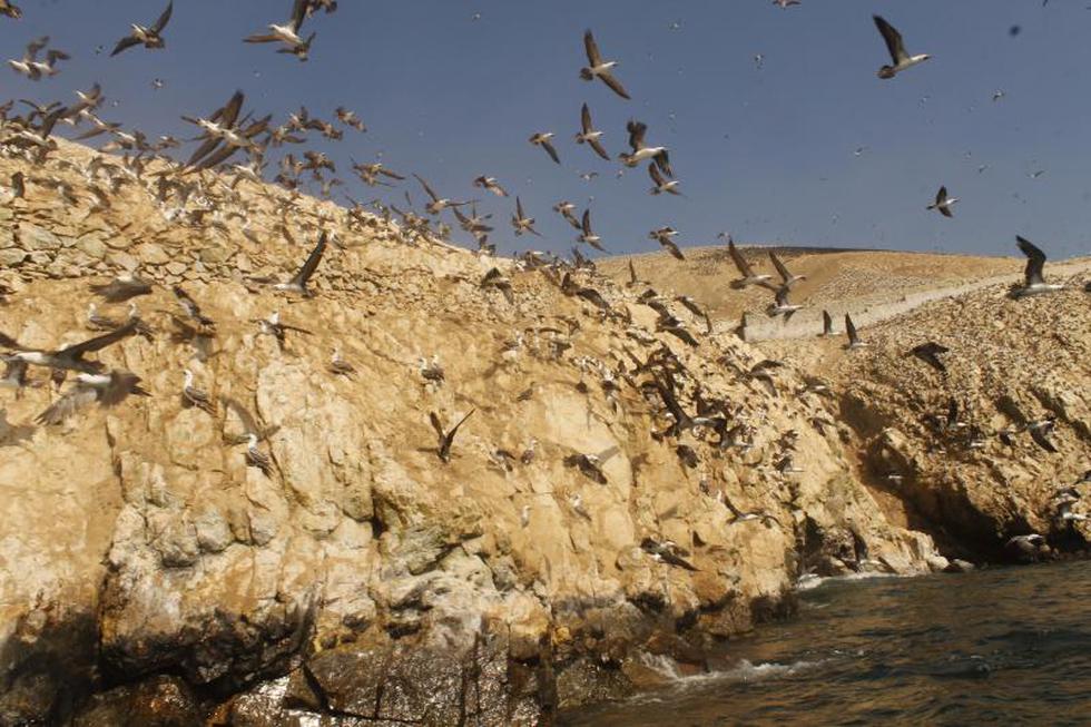 Islas Guañape: tesoro marino de la región La Libertad (Fotos)