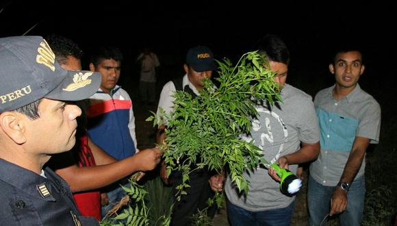 Tumbes: Hallan plantaciones de marihuana en el distrito de Zorritos