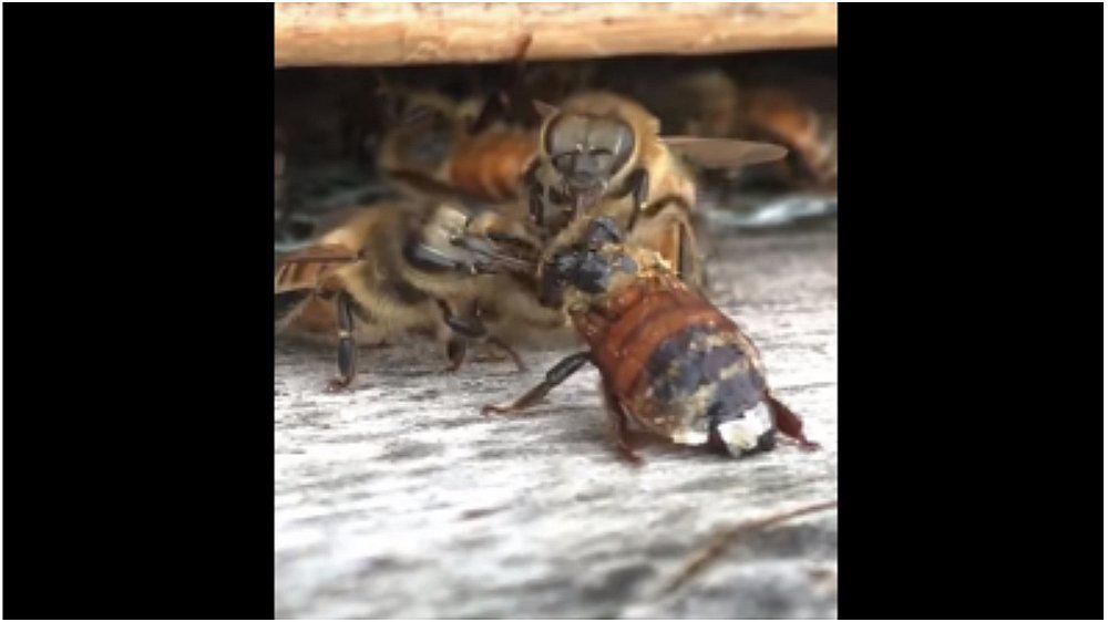 Abejas obreras se unen para limpiar a amiga que cayó en una olla de miel (VIDEO)