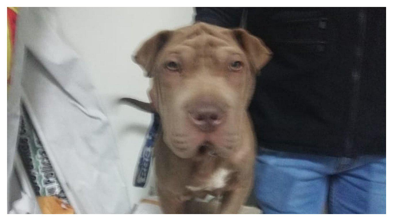 Sufre robo de su mascota y la recupera por aviso de venta en Facebook