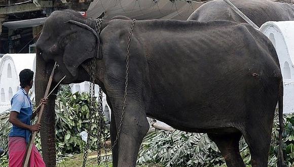 Muere Tikiri, la elefanta que por años fue forzada a participar en festival (VIDEO y FOTOS)