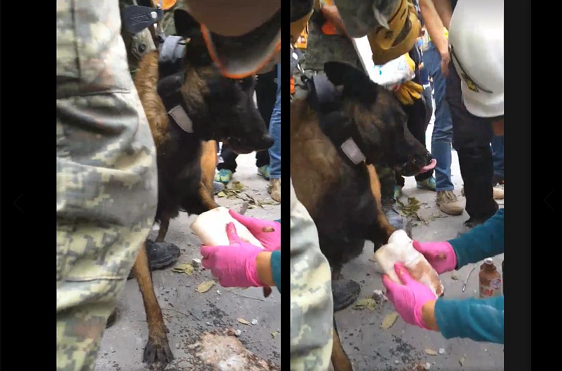 Terremoto en México: Perrita considerada "heroína" sufrió lesión en su patita (VIDEO)