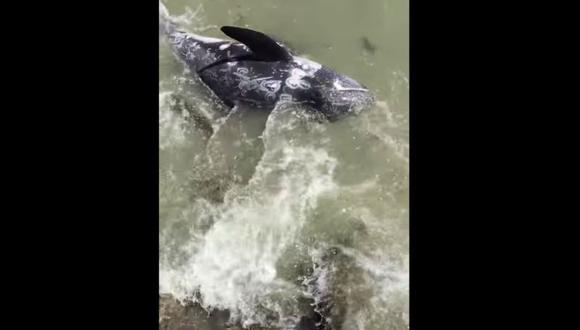 Japón: Delfín se lanzó a los pies de turista para evitar ser cazado