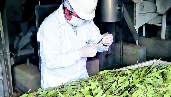 Productores del Valle del Mantaro exportarán hojas secas de Eucalipto hacia Alemania