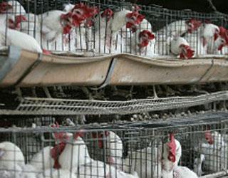 México: 10 millones de aves serán vacunadas contra gripe aviar