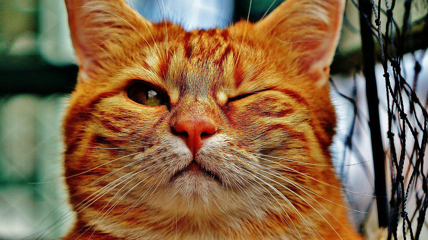 Descubre por qué algunos gatos aman dormir con sus dueños