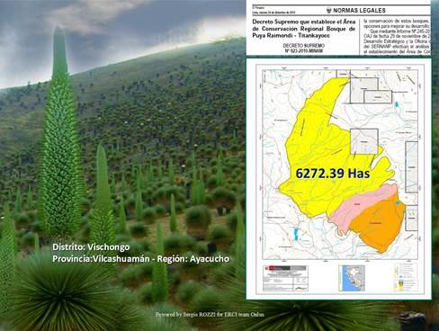 Puyas de Raymondi en camino  a ser reserva de Biósfera ante la Unesco