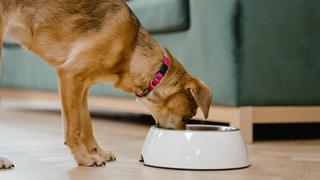 Los mejores trucos para mantener los platos de comida de tu perro totalmente limpios