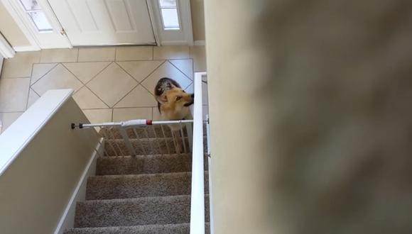 Perro que muestra destreza para abrir una reja se vuelve viral (VIDEO)