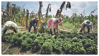 Piura: Crisis afecta la producción del banano y limón