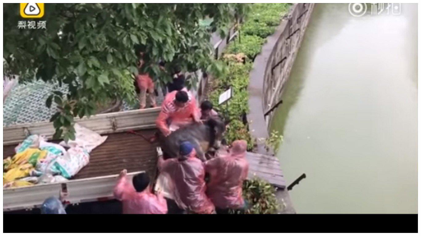 Indignante en YouTube: zoológico chino alimenta a tigres hambrientos con un burro vivo (VIDEO)