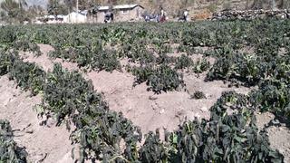 Carabaya: Declaran en emergencia al sector agricultura en Ayapata