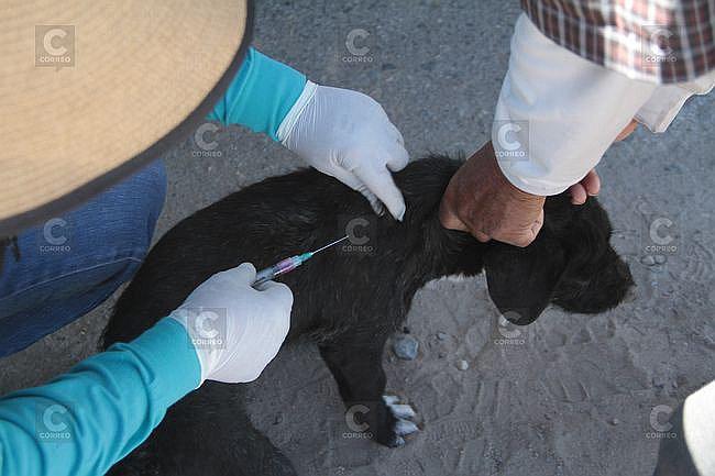 Rabia canina: Conozca los puntos de vacunación en todos los distritos de Arequipa