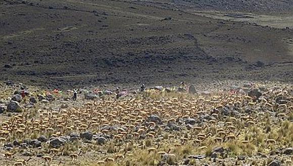 Capturan más de mil 175 vicuñas vivas y logran sacar 58 kilos de fibra