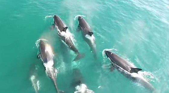 YouTube: el brutal ataque de unas orcas a una ballena de 12 metros (VIDEO)