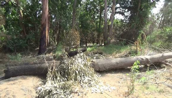 Atentado contra la ecología: Sorprenden a desconocidos talando árboles de bosque San Antonio 
