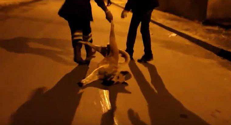 Marruecos mata a tiros a perros callejeros para frenar epidemia de rabia