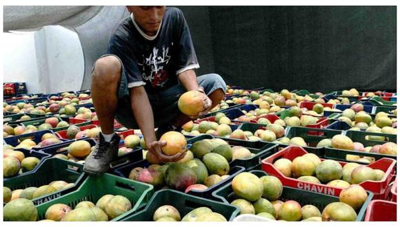 Se implementarán plantas procesadoras para la exportación de mangos en Piura 