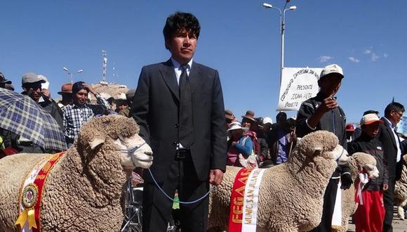 Lanzan proyecto ovinos en la provincia de Azángaro