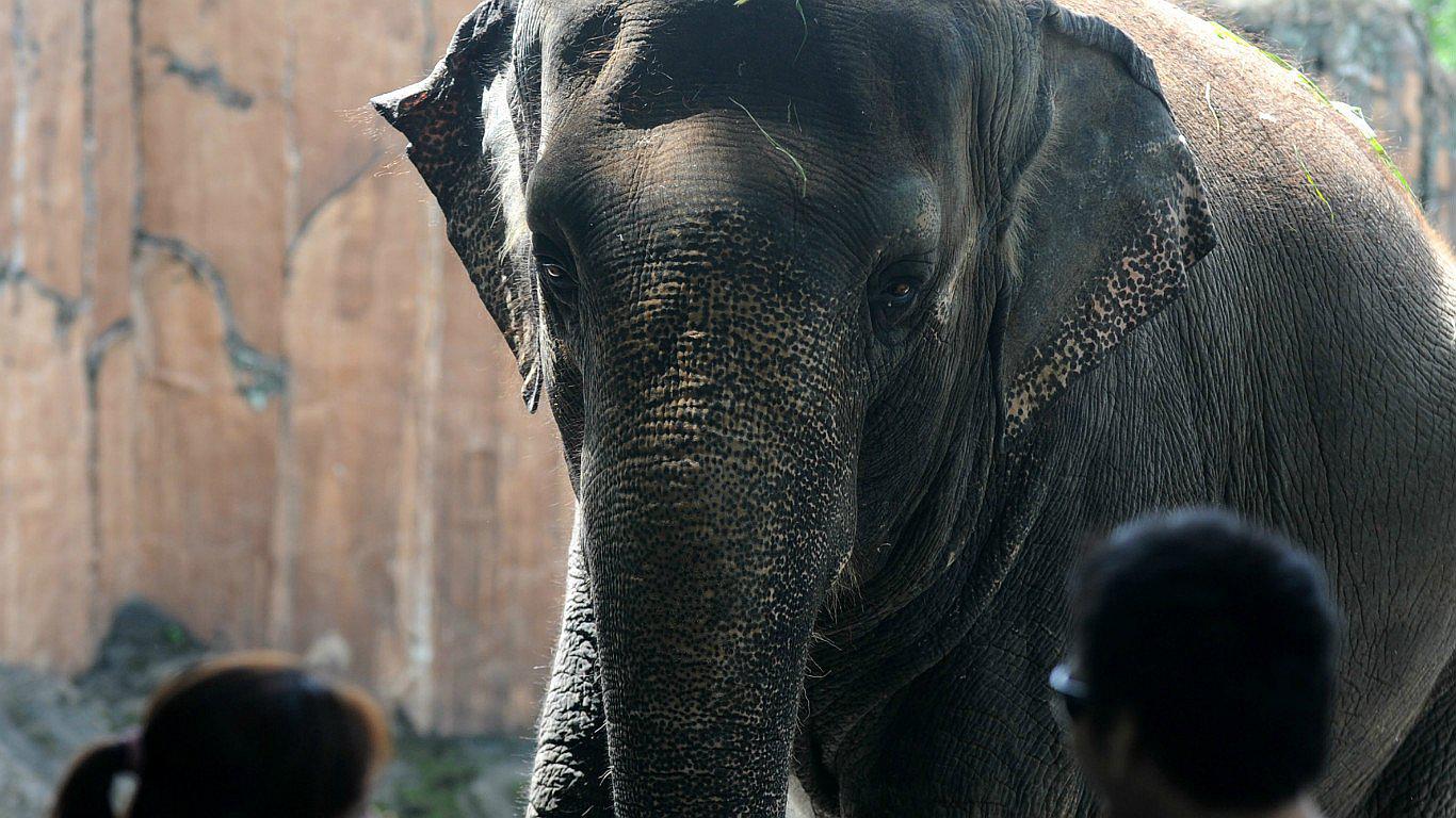 Conoce la historia del elefante deprimido en un zoológico en Filipinas