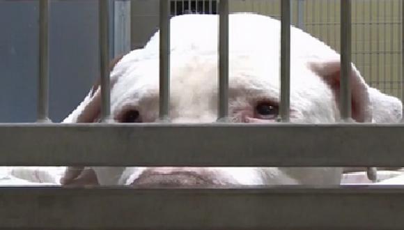 EEUU: Condenan a cadena perpetua a pitbull