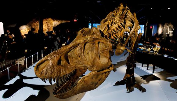 Tras encontrar el diente Charpentier le entregó objeto al curador de dinosaurios del Museo de Naturaleza y Ciencia de Denver, Joe Sertich. (EFE)