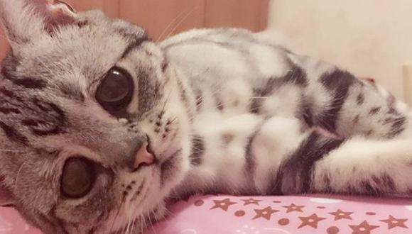 Instagram: Luhu la gata más triste del mundo que conmueve internet