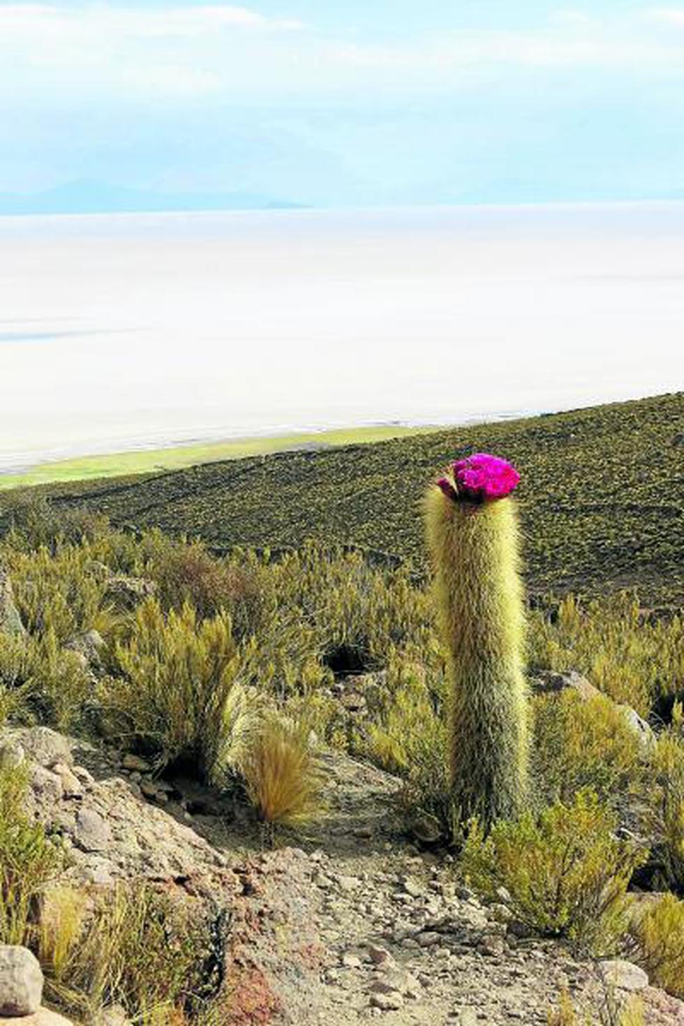 Bolivia: La maravilla del salar de Uyuni (FOTOS)
