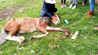 Animalistas protestan en la ciudad de Juliaca