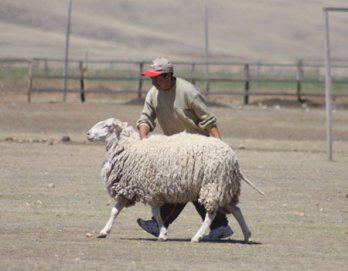 Avanza crianza de ovinos lecheros