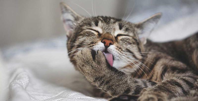 Los gatos tienen un espíritu aventurero y esta es una de las razones  por las que se escapa